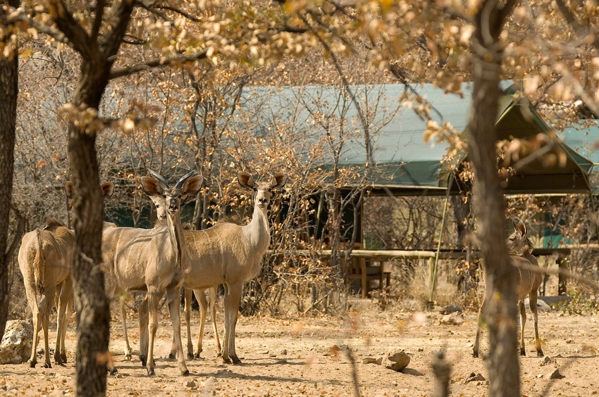 Ongava Tented Camp Etosha Namibia 6