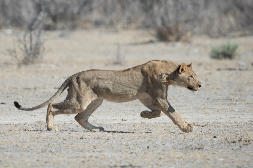 Ongava Tented Camp Etosha Namibia 11