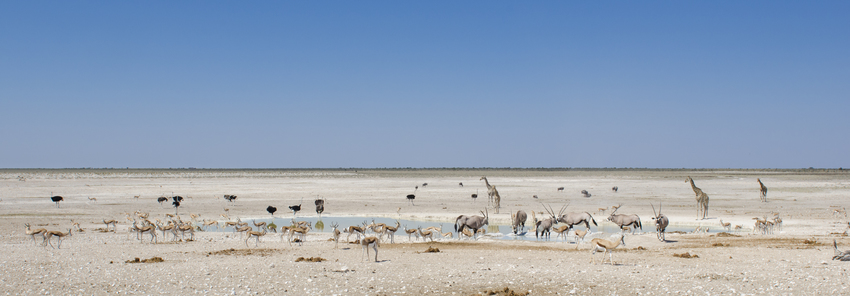Ongava Tented Camp Etosha Namibia 14