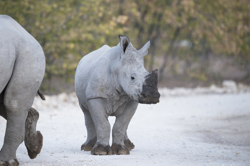 Ongava Tented Camp Etosha Namibia 15