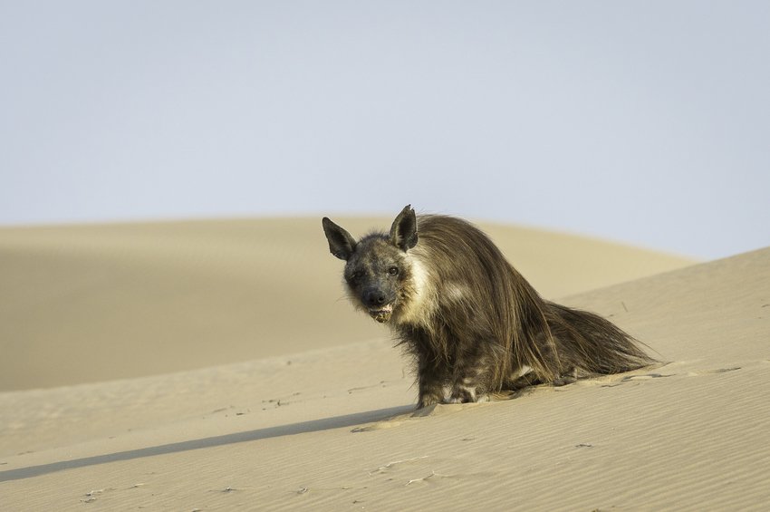 Serra Cafema Skeleton Coast Namibia 22