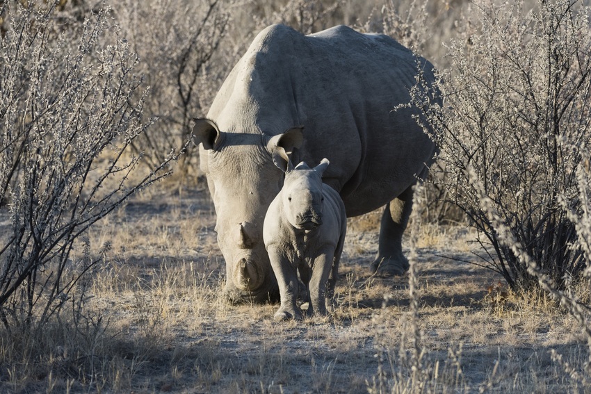 Ongava Tented Camp Etosha Namibia 19