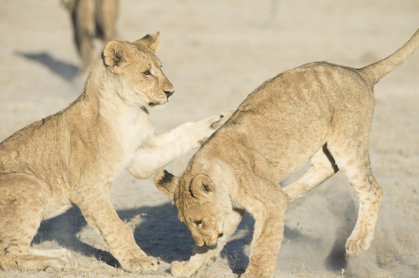 Ongava Tented Camp Etosha Namibia 20