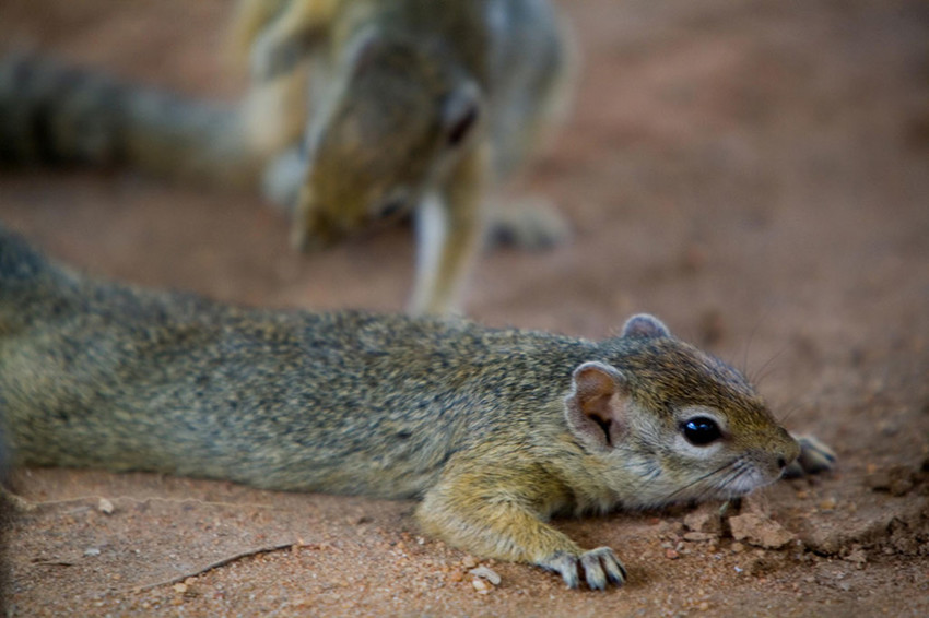 Mushara Outpost Etosha Namibia 22