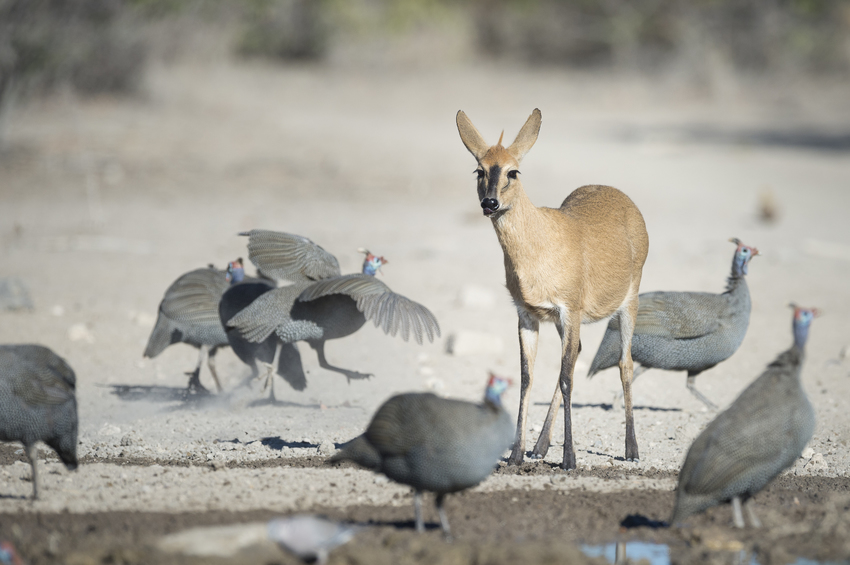 Ongava Tented Camp Etosha Namibia 22