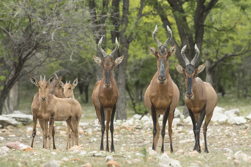Ongava Tented Camp Etosha Namibia 23
