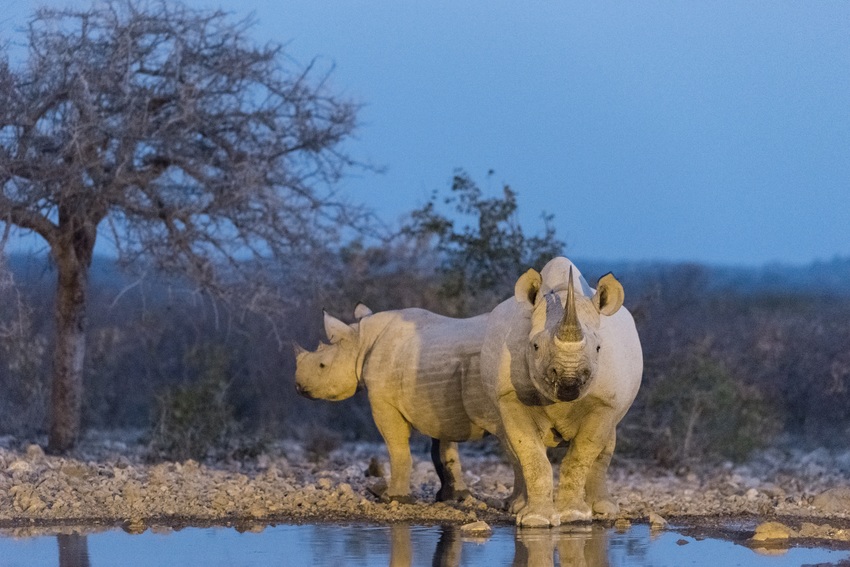 Ongava Tented Camp Etosha Namibia 25