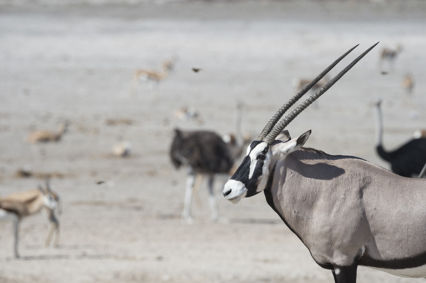 Ongava Tented Camp Etosha Namibia 26