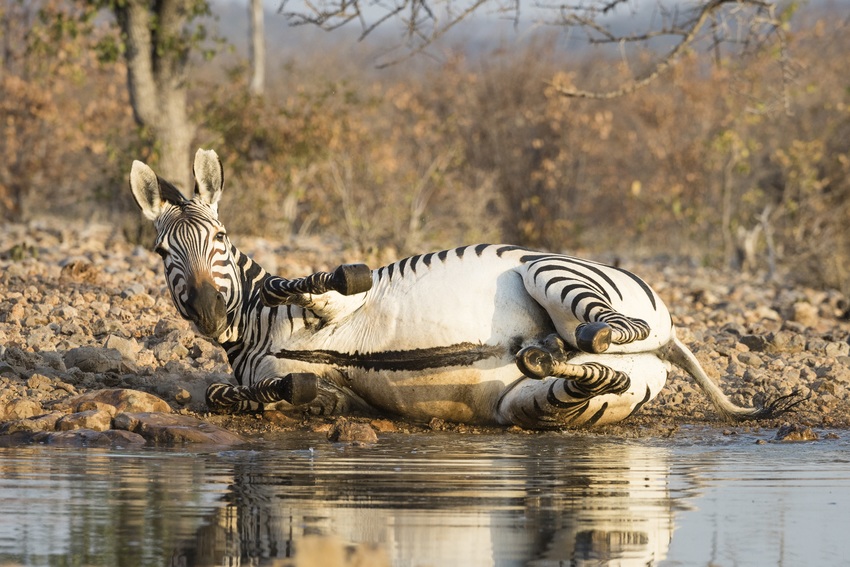 Ongava Tented Camp Etosha Namibia 28