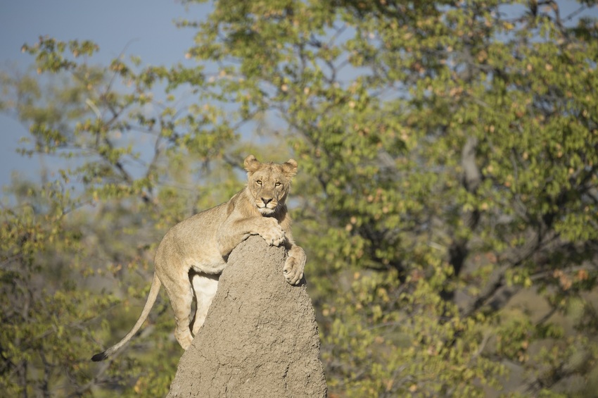 Ongava Tented Camp Etosha Namibia 31