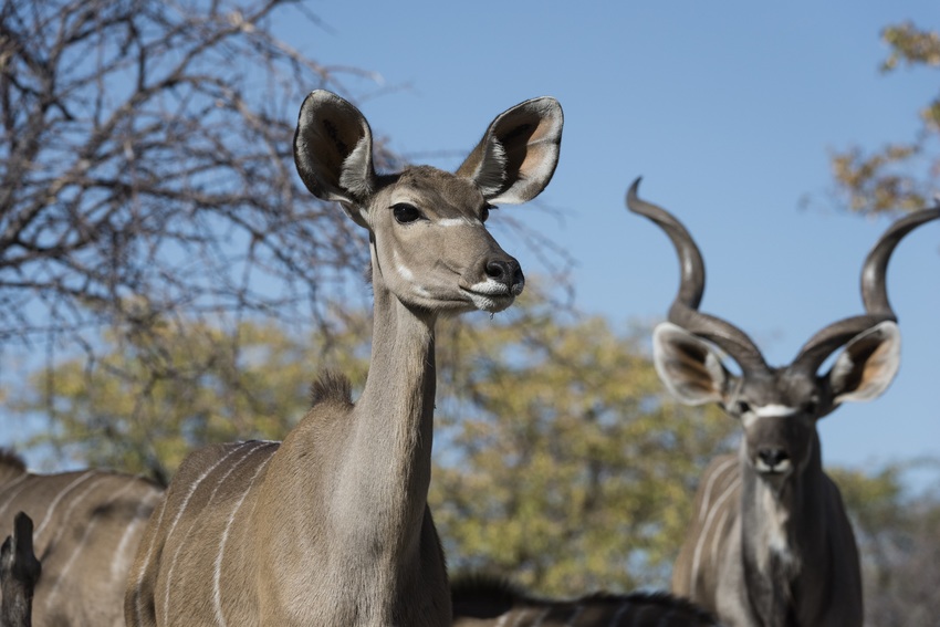 Ongava Tented Camp Etosha Namibia 32