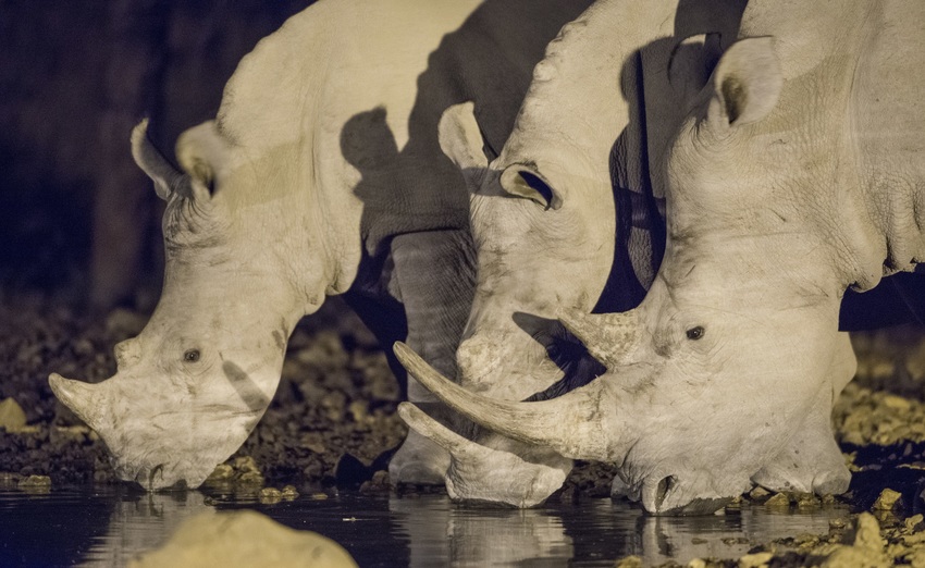 Ongava Tented Camp Etosha Namibia 33