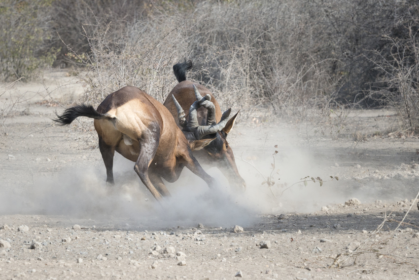 Ongava Tented Camp Etosha Namibia 34