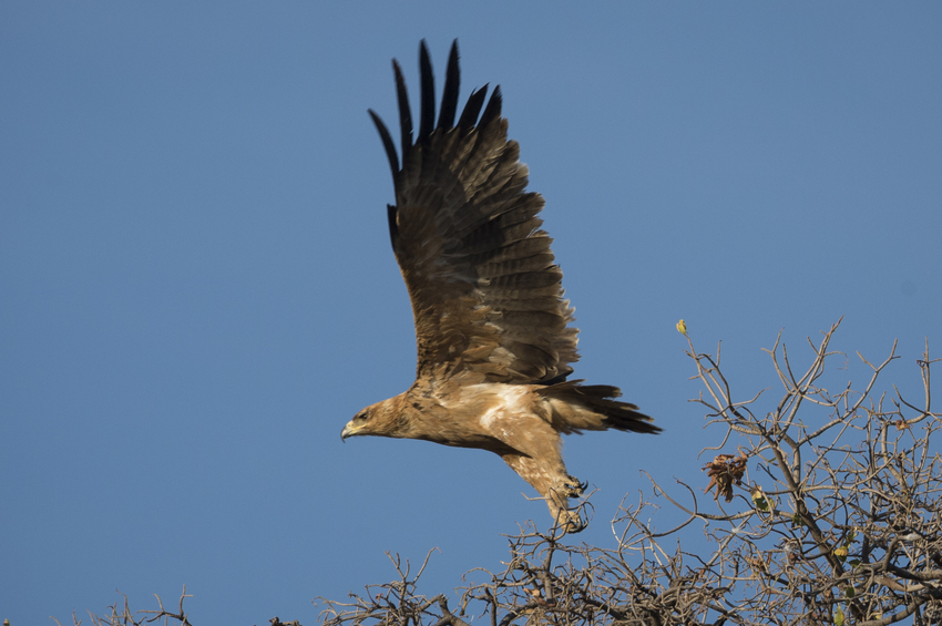 Ongava Tented Camp Etosha Namibia 38