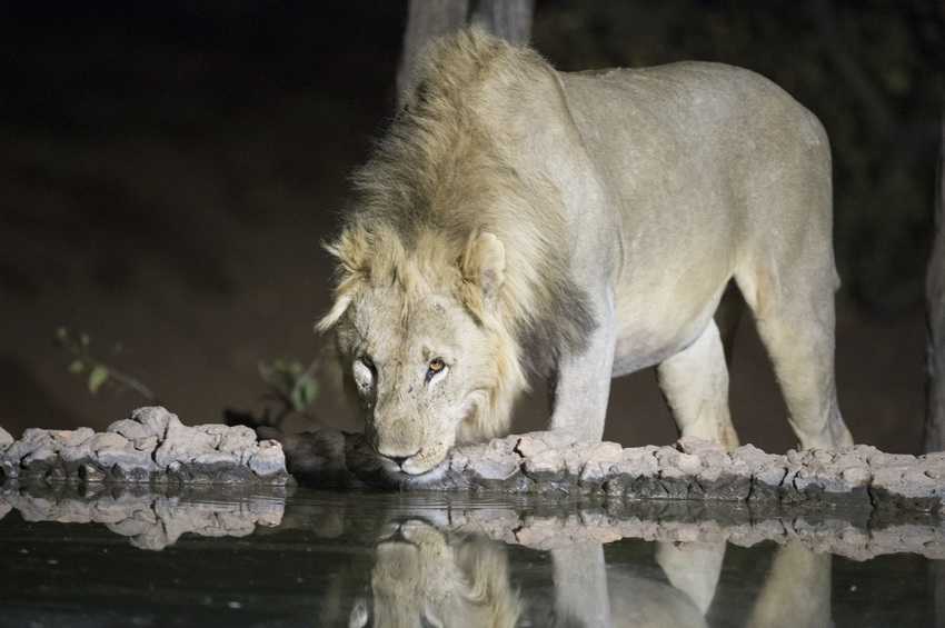 Ongava Tented Camp Etosha Namibia 44