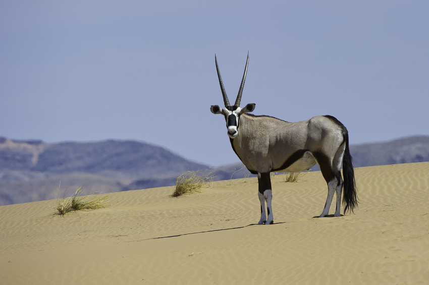 Serra Cafema Skeleton Coast Namibia 64
