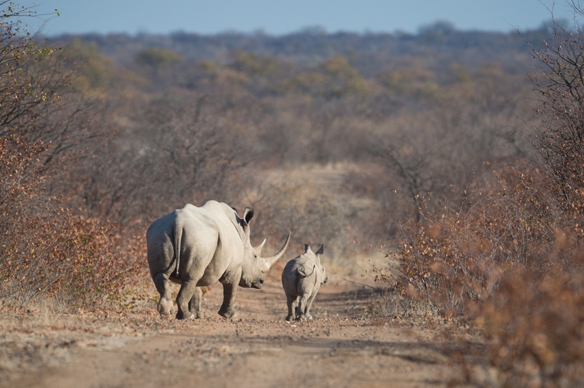 Ongava Tented Camp Etosha Namibia 3