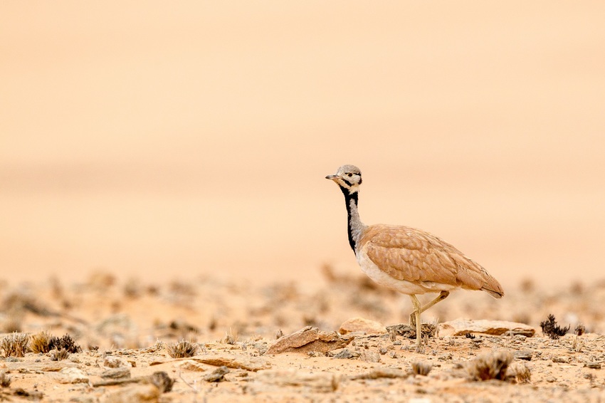 Serra Cafema Skeleton Coast Namibia 1