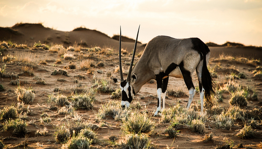 Wolwedans Dune Lodge Sossusvlei Namibia 40