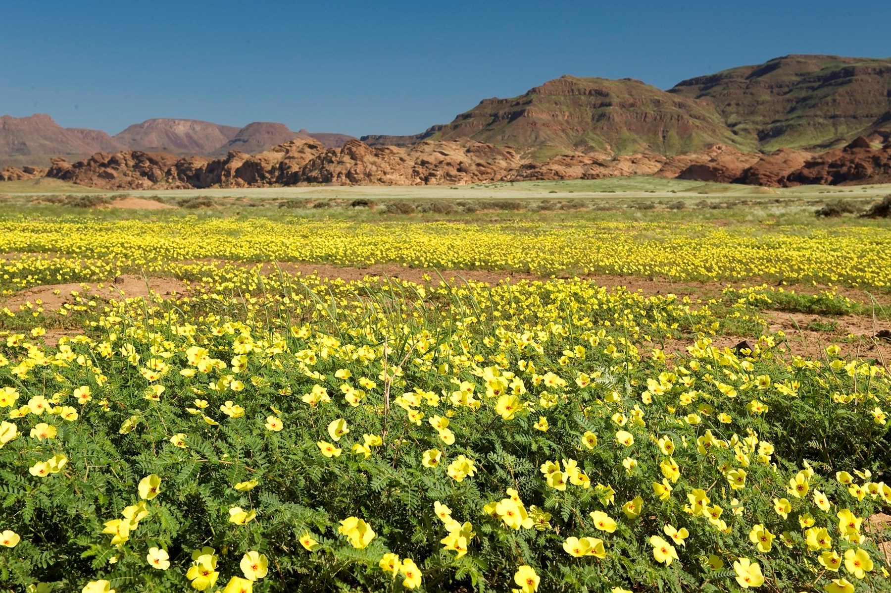 Namibia Damaraland Camp Damaraland Namibia 43