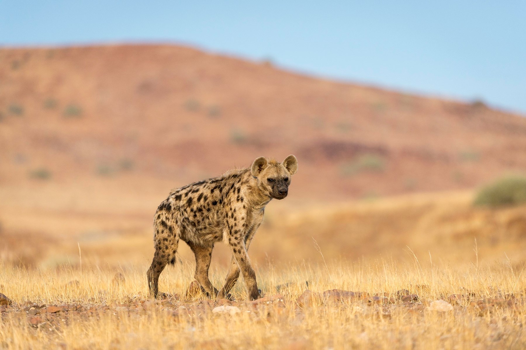 Namibia Desert Rhino Camp Damaraland Namibia 9