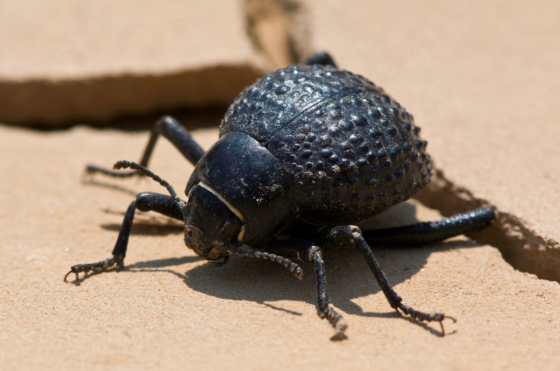 Namibia Hoanib Skeleton Coast Skeleton Coast Namibia 77