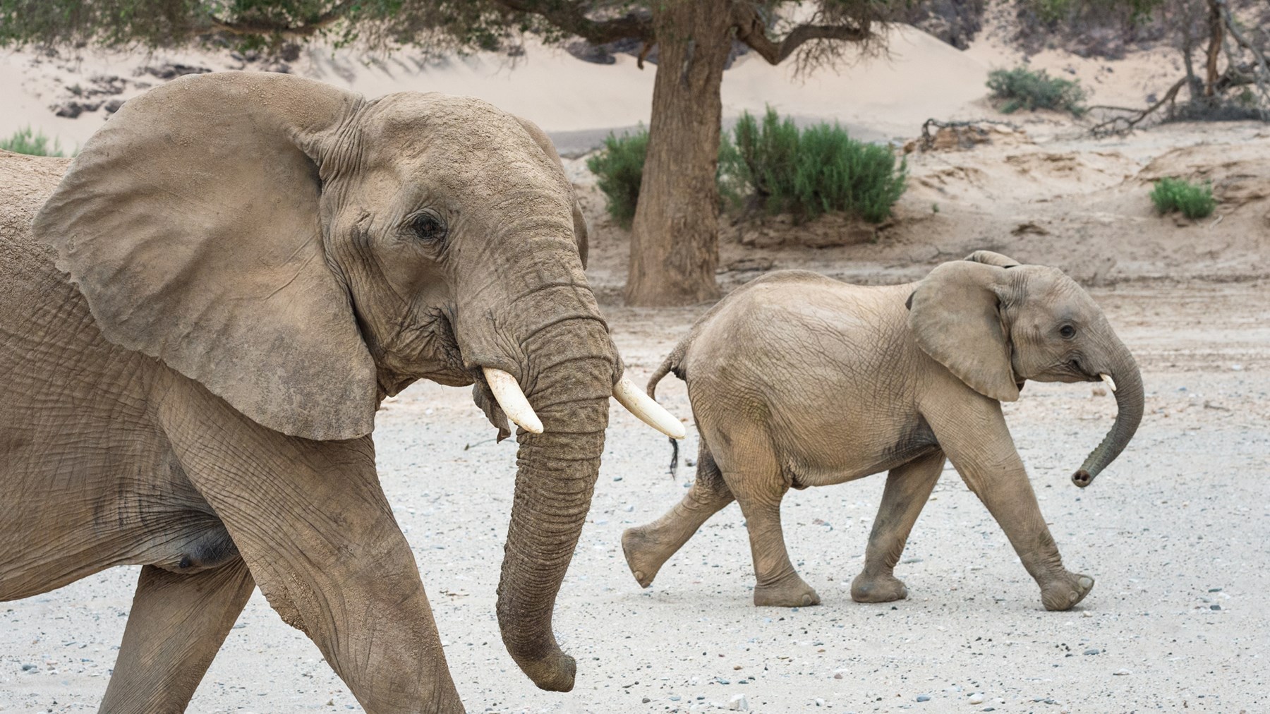 Namibia Hoanib Skeleton Coast Skeleton Coast Namibia 105