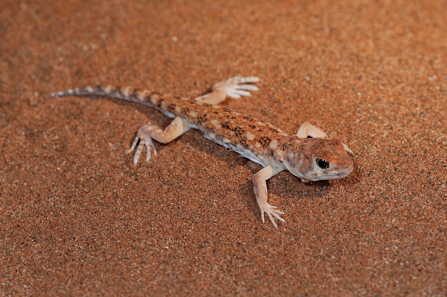 Namibia Little Kulala Sossusvlei Namibia 49