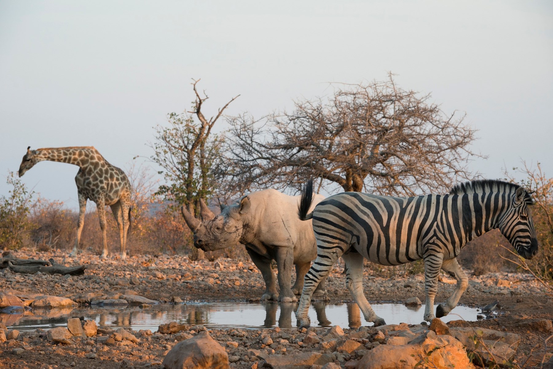 Namibia Little Ongava Etosha Namibia 56