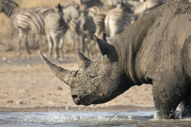 Sorris Sorris Damaraland Namibia 10