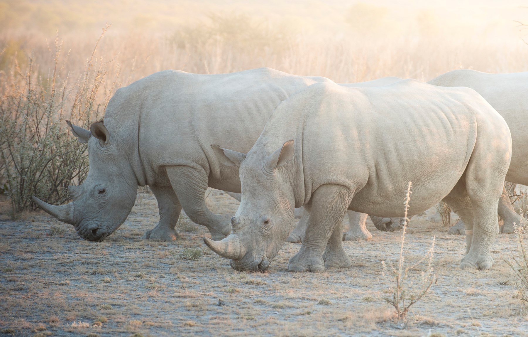 Namibia Ongava Tented Camp Etosha Namibia 12