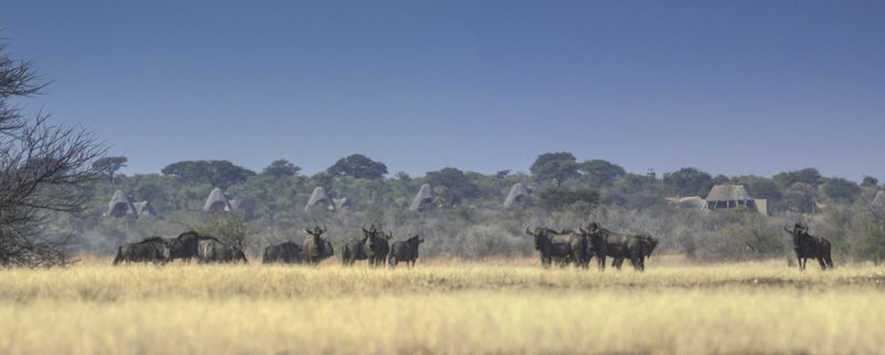Sorris Sorris Damaraland Namibia 1