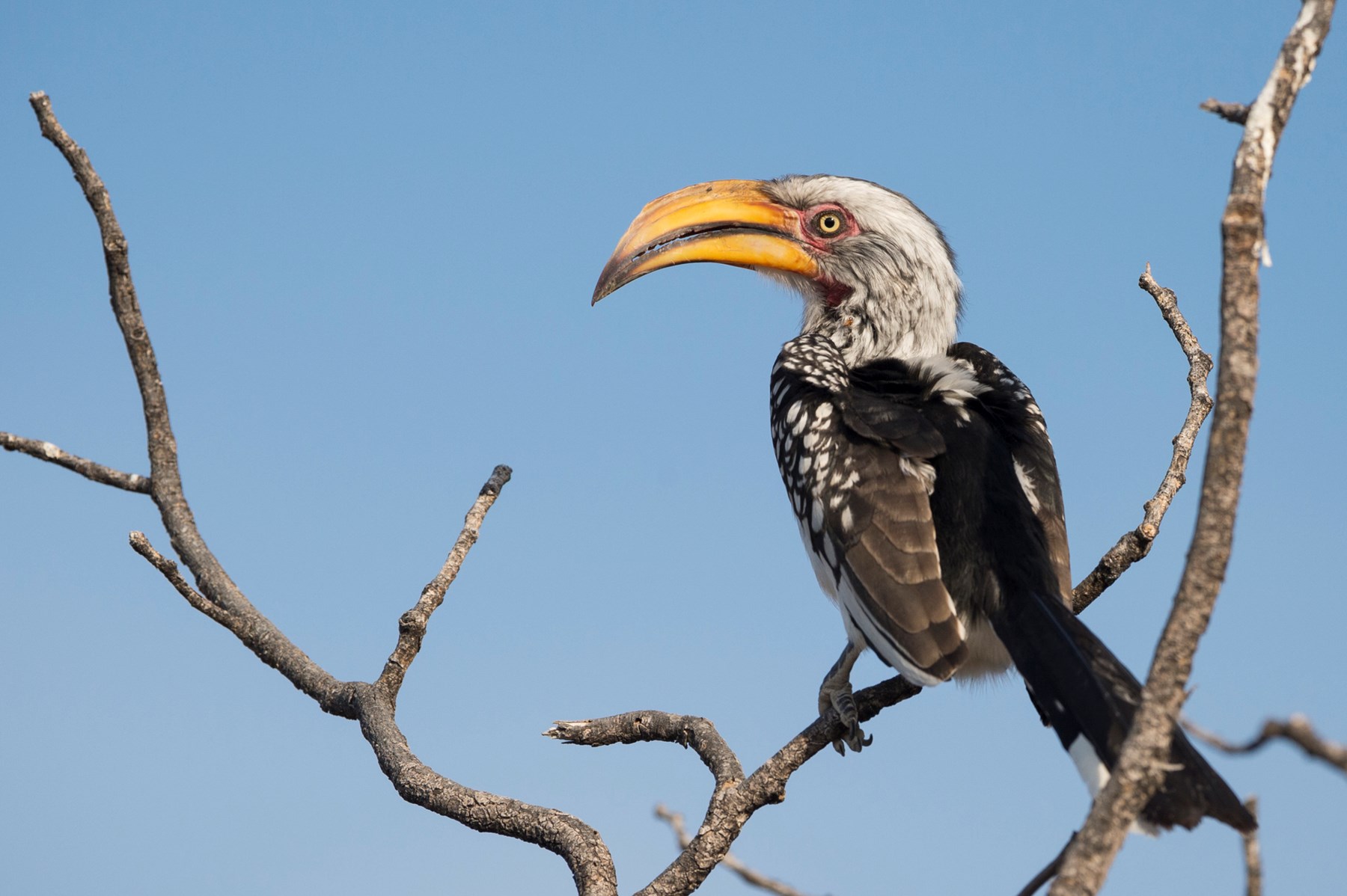 Namibia Ongava Tented Camp Etosha Namibia 36