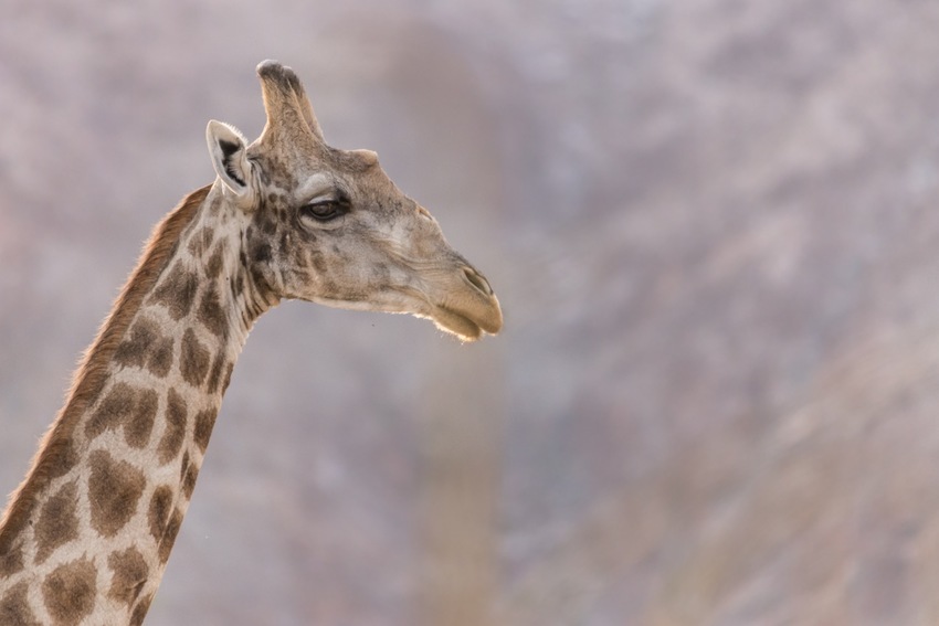 Okahirongo Skeleton Coast Namibia38