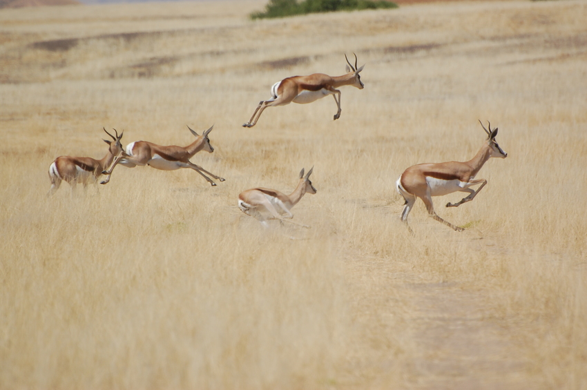 Okahirongo Elephant Lodge Skeleton Coast Namibia10