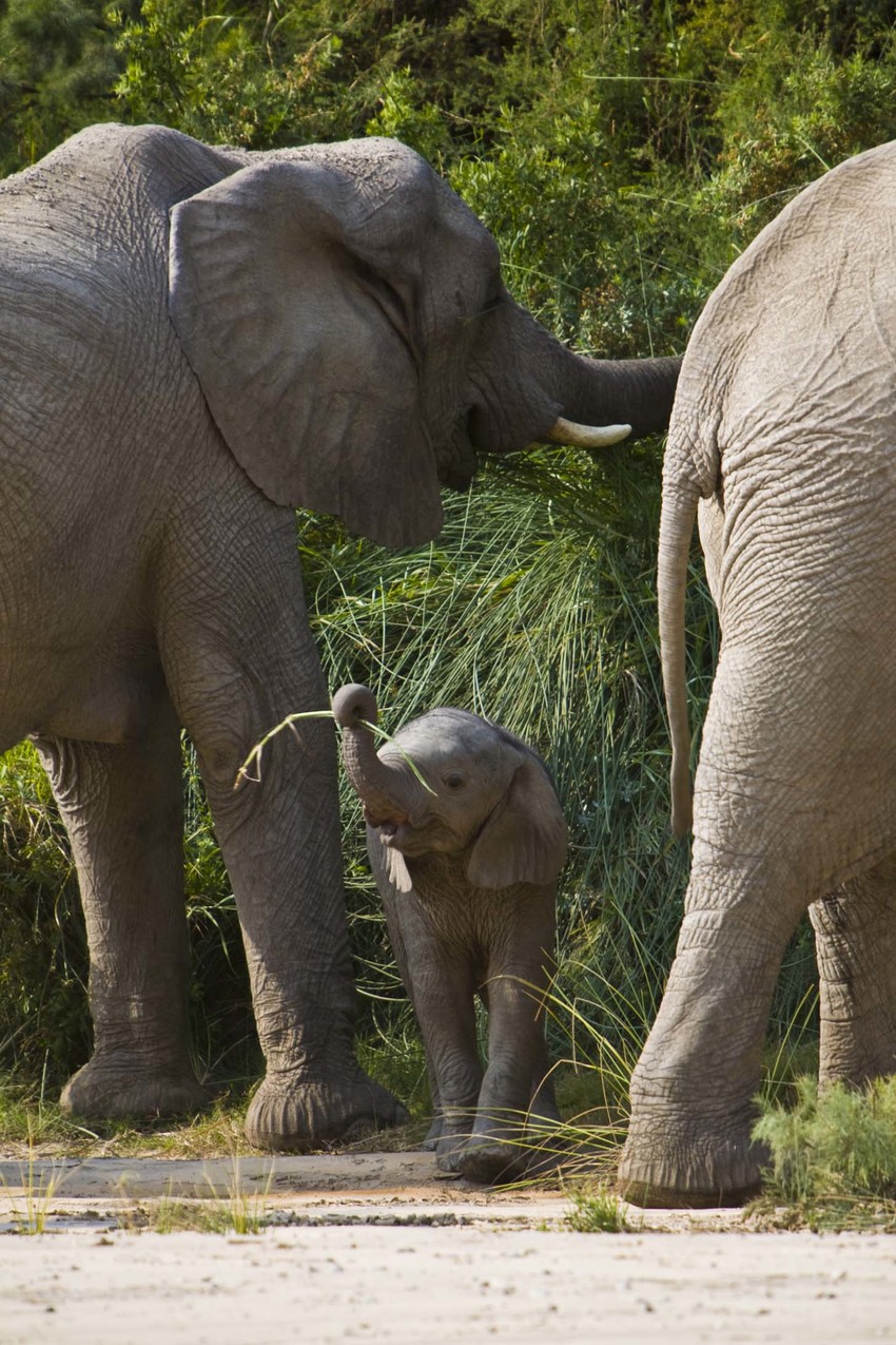 Okahirongo Elephant Lodge Skeleton Coast Namibia12