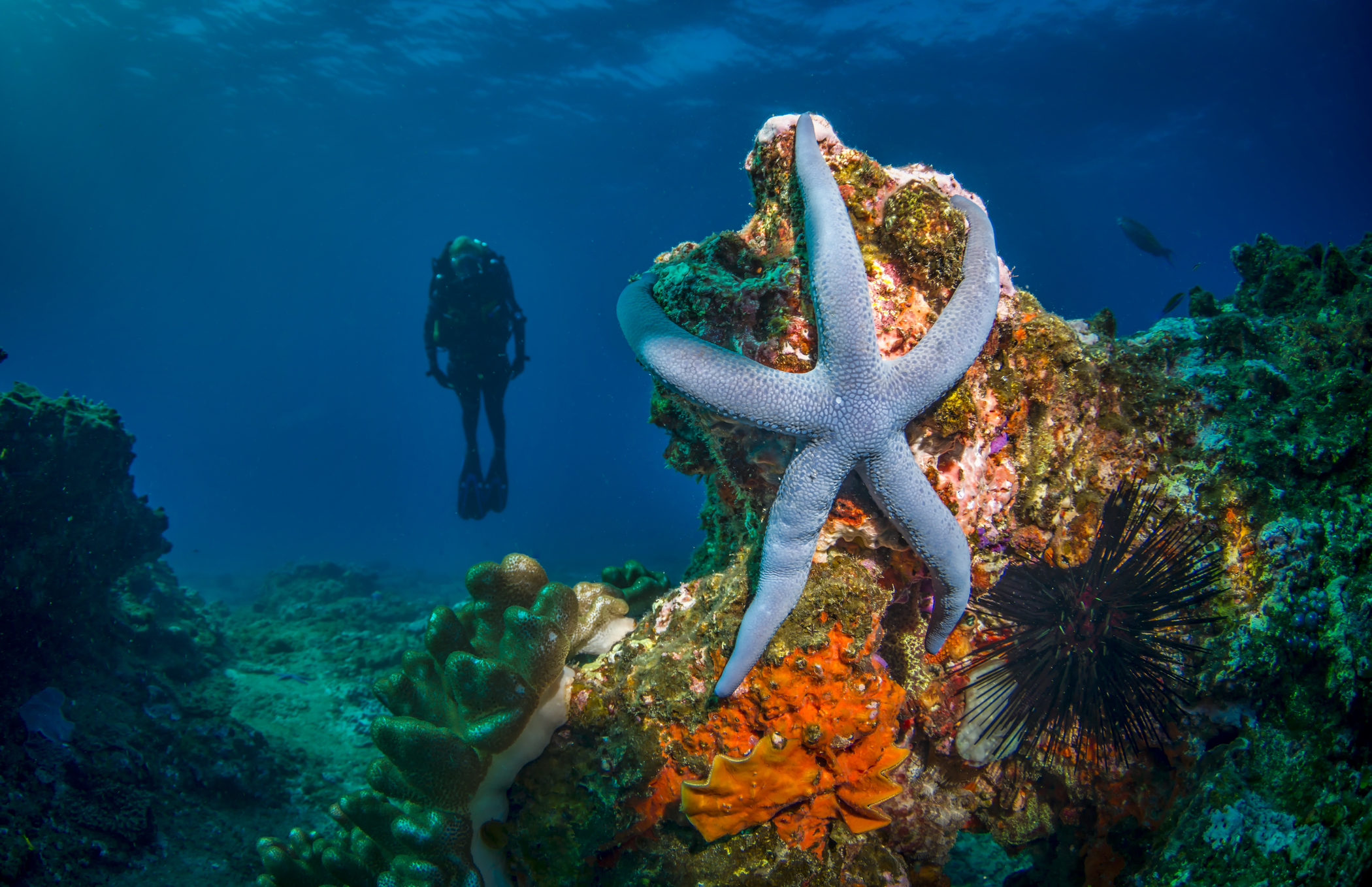White Pearl Maputu Mozambique4