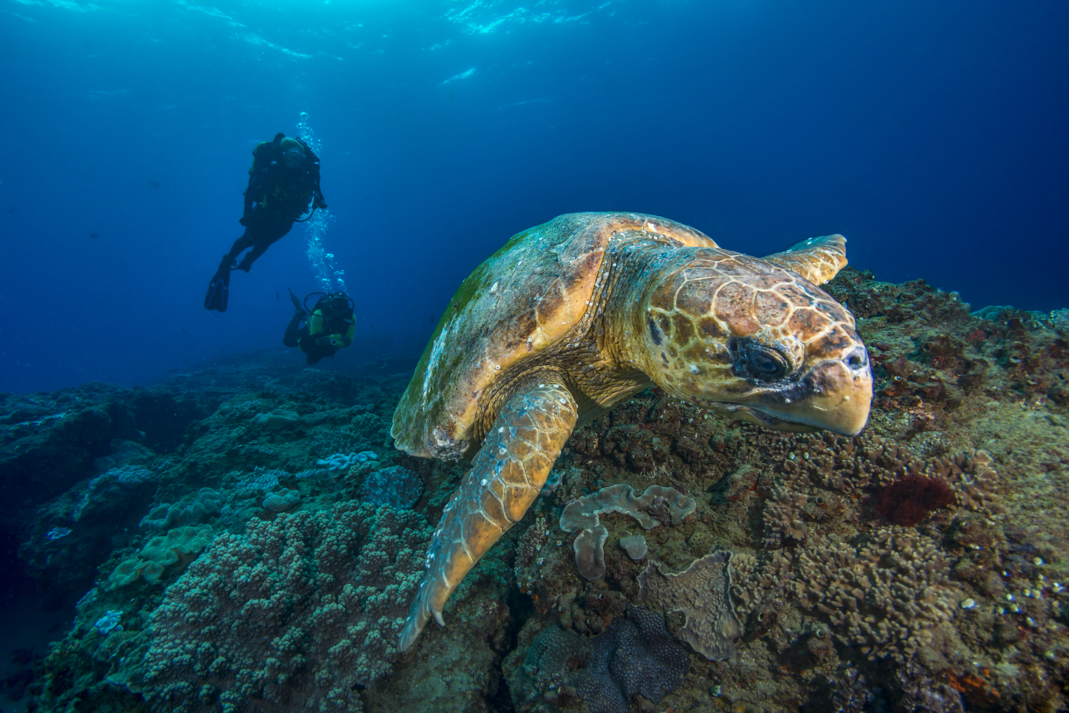 White Pearl Maputu Mozambique6