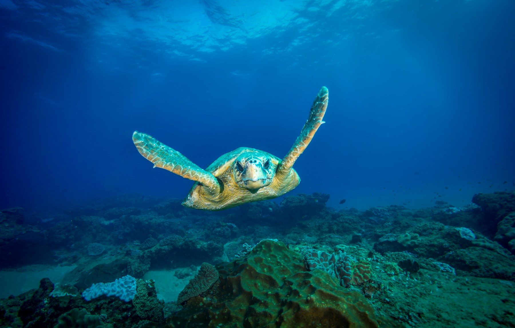 White Pearl Maputu Mozambique13