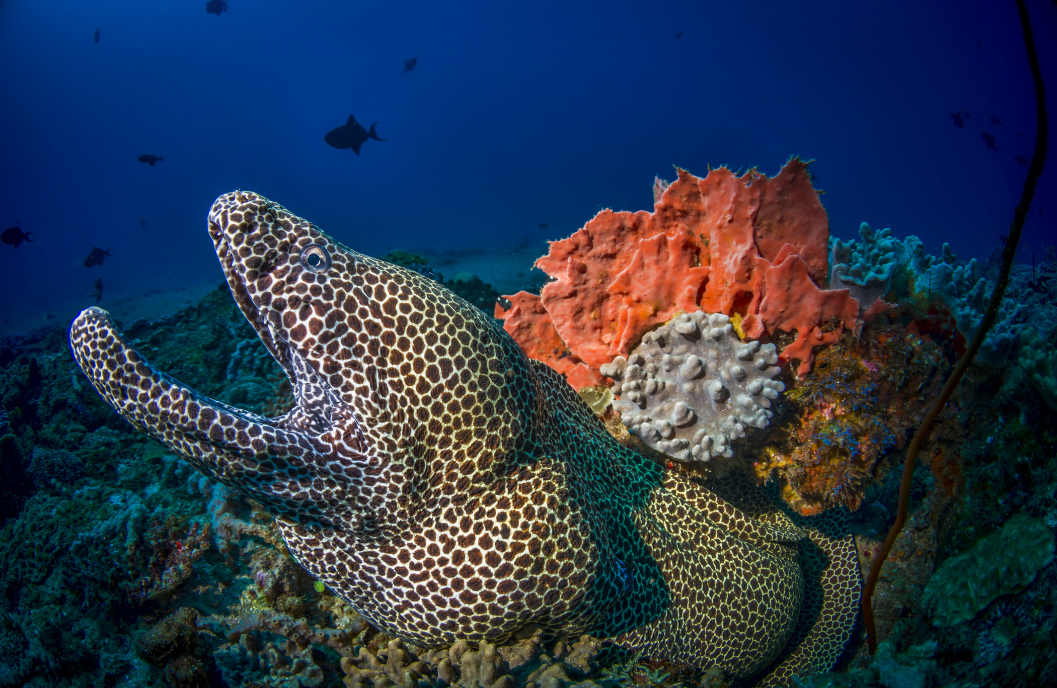 White Pearl Maputu Mozambique25