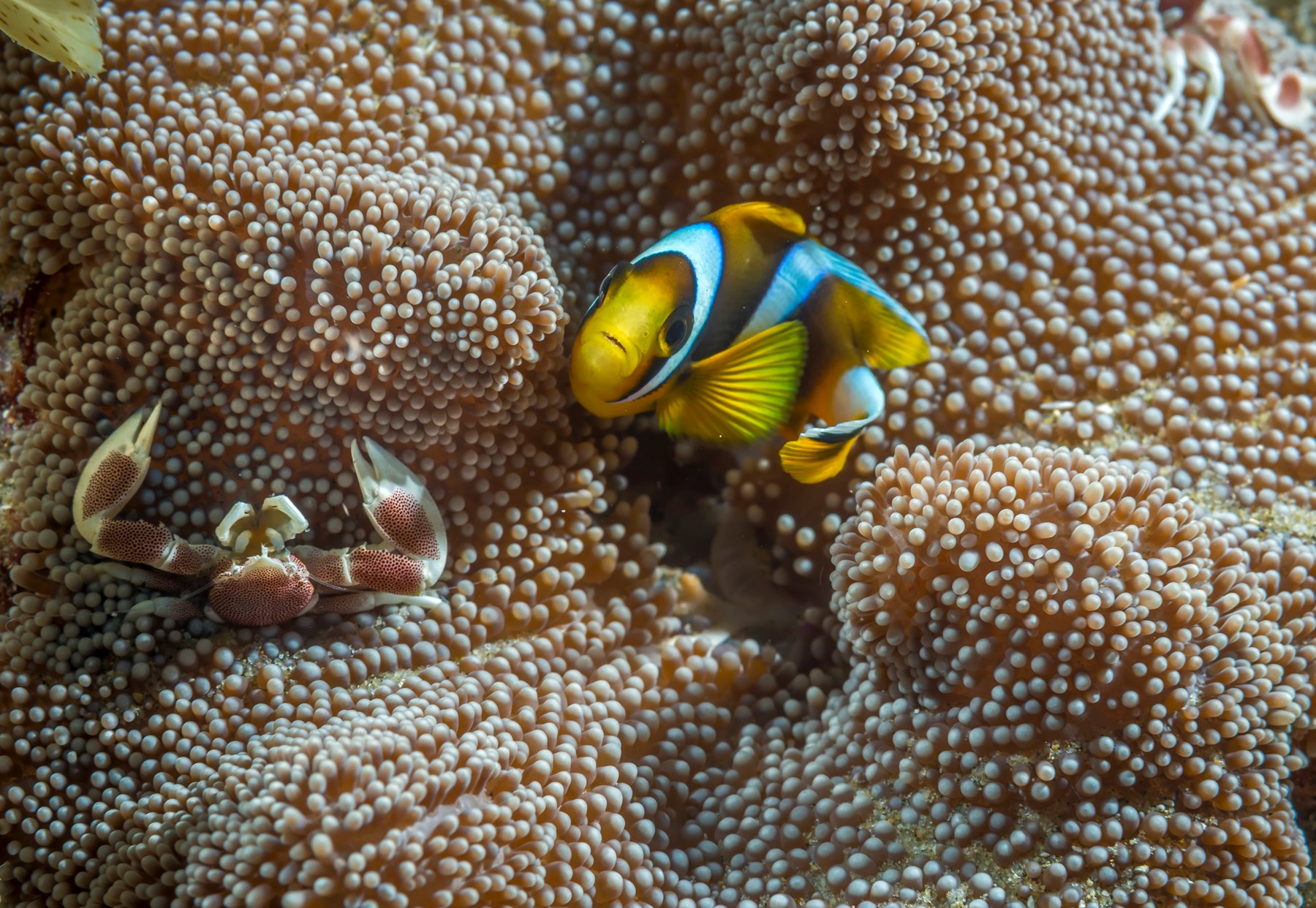 White Pearl Maputu Mozambique40