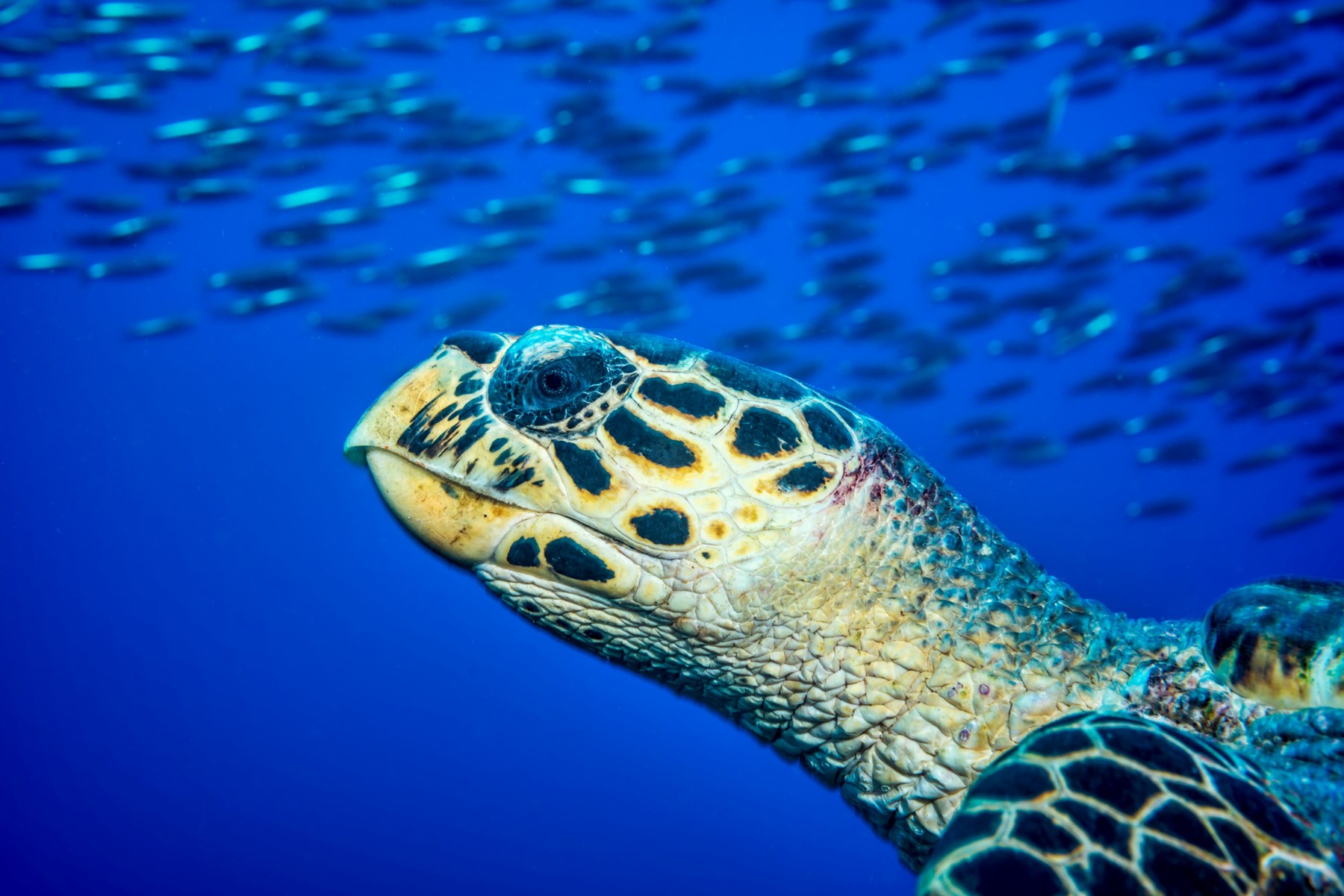 White Pearl Maputu Mozambique43