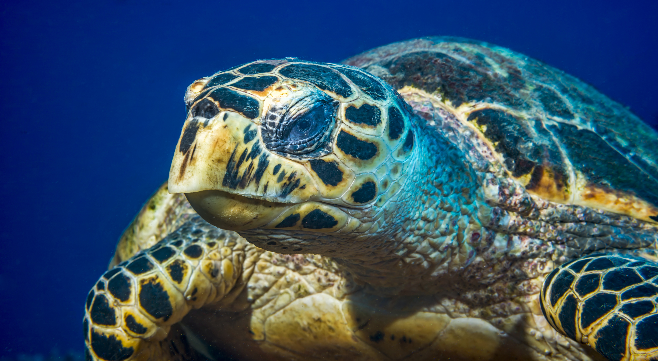 White Pearl Maputu Mozambique57