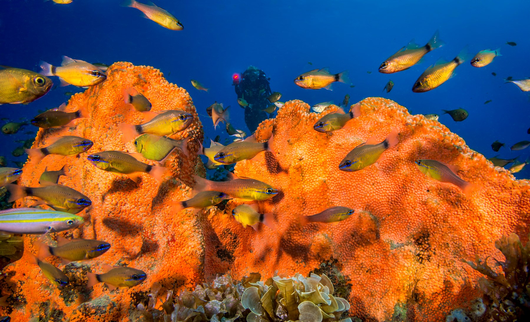 White Pearl Maputu Mozambique64