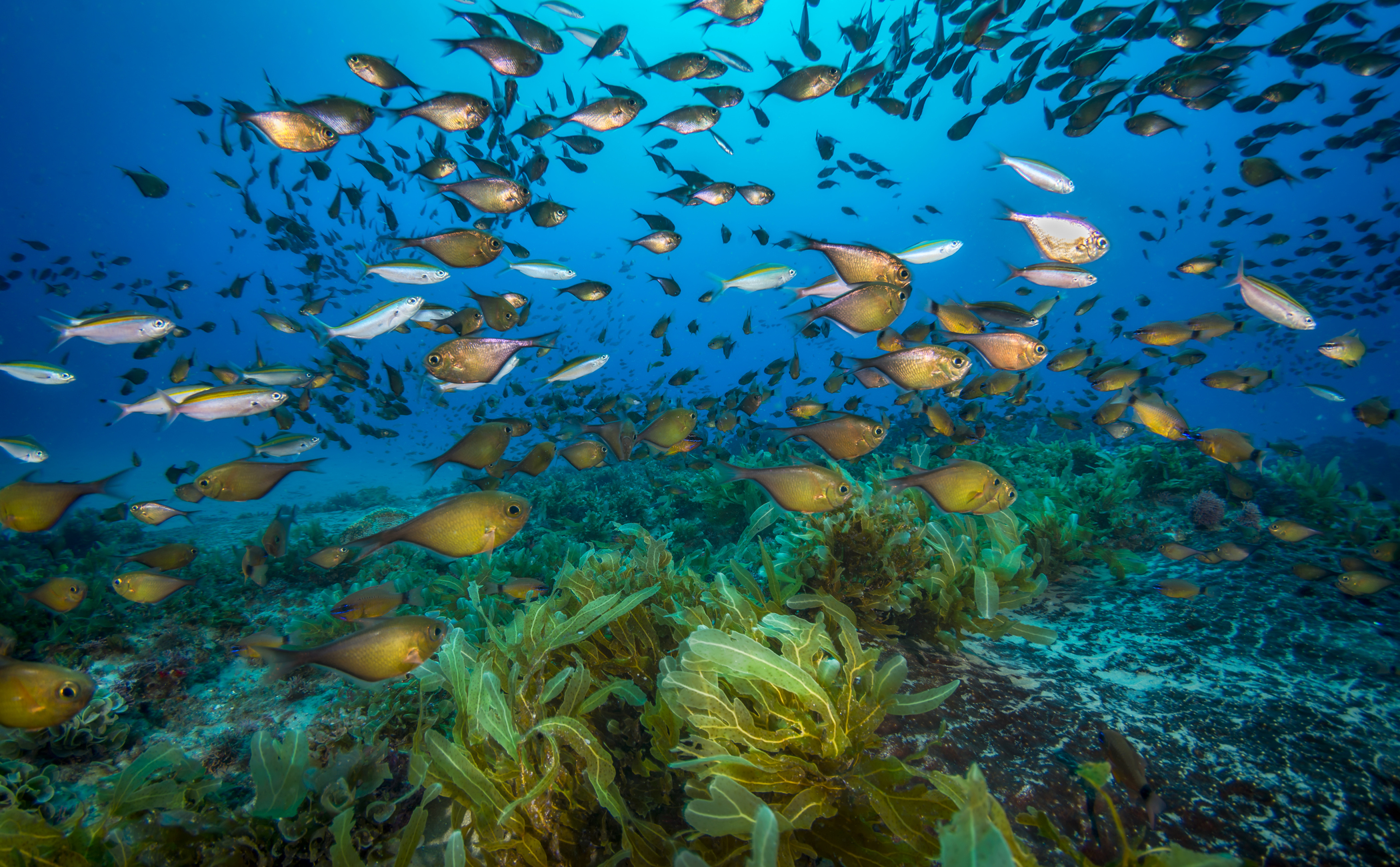 White Pearl Maputu Mozambique66