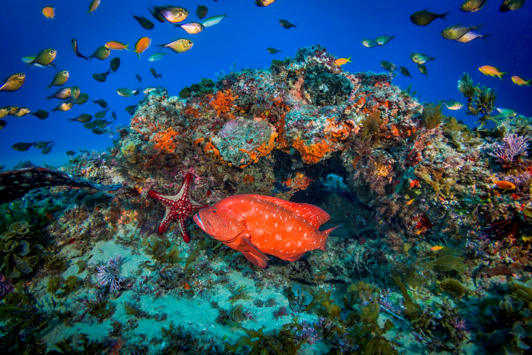 White Pearl Maputu Mozambique67