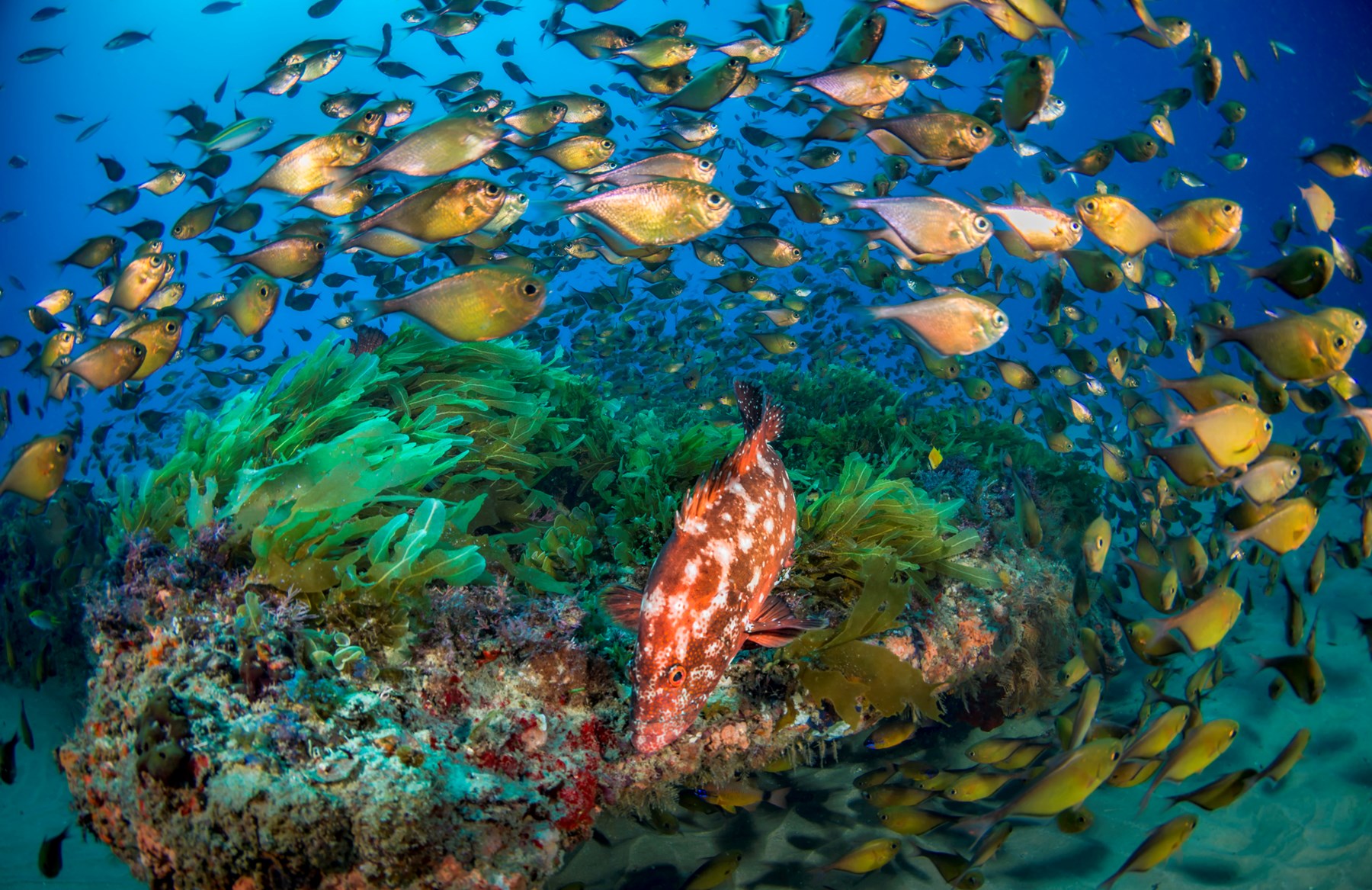 White Pearl Maputu Mozambique69