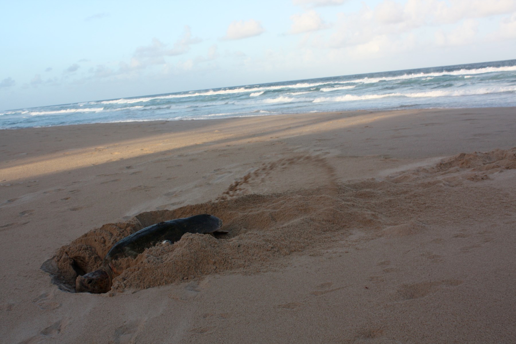 White Pearl Maputu Mozambique81jpg