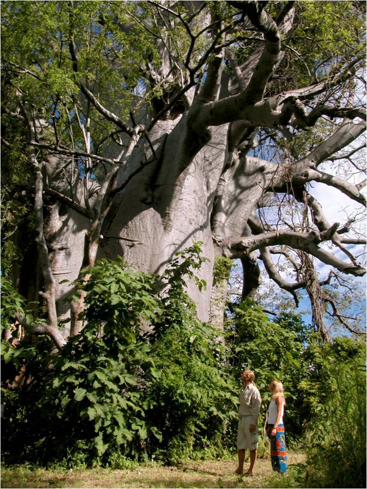 Nkwichi Lodge Lake Malawi East Mozambique10