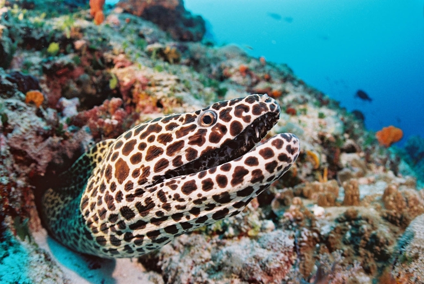 Ibo Island Lodge Cabo Delgado Mozambique57jpg